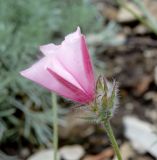 Convolvulus cantabrica