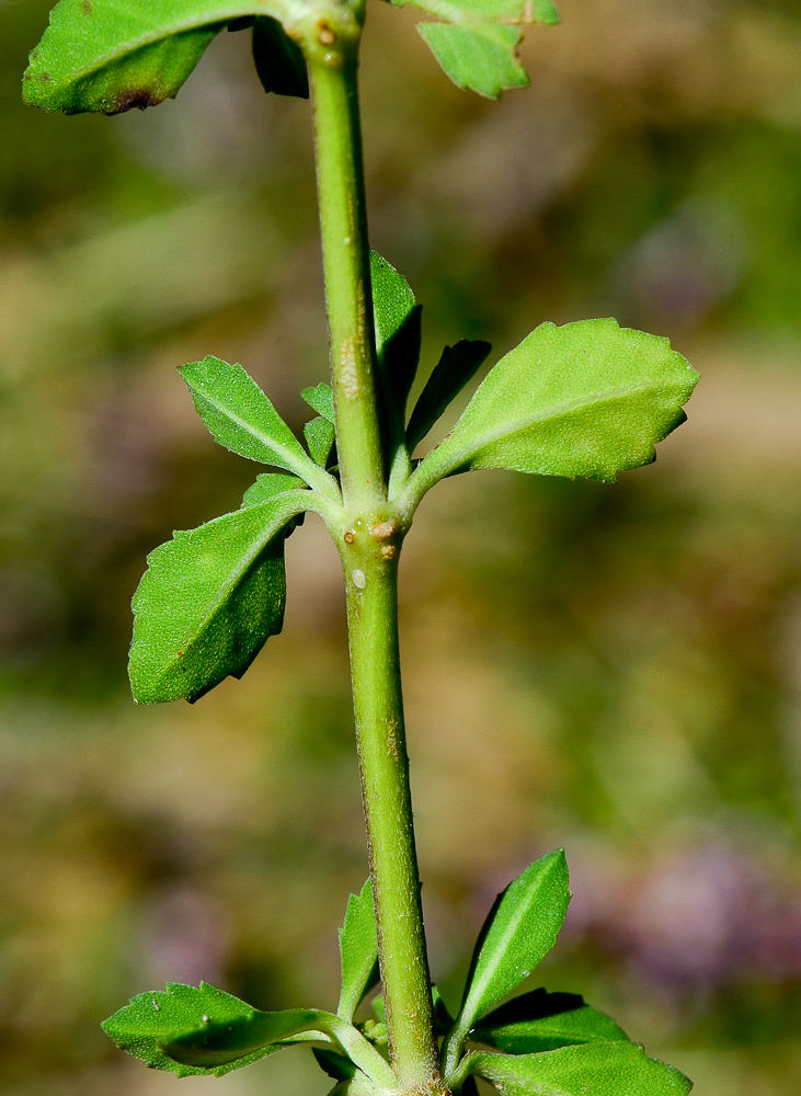 Image of Lippia nodiflora specimen.