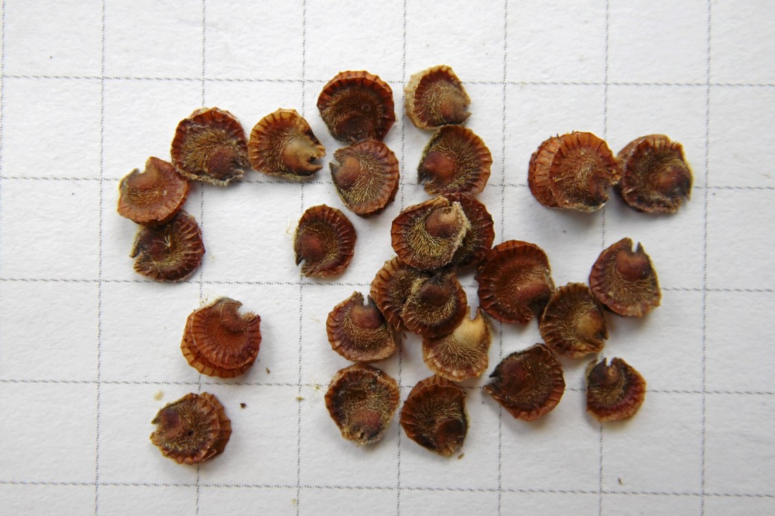 Image of Alcea rugosa specimen.