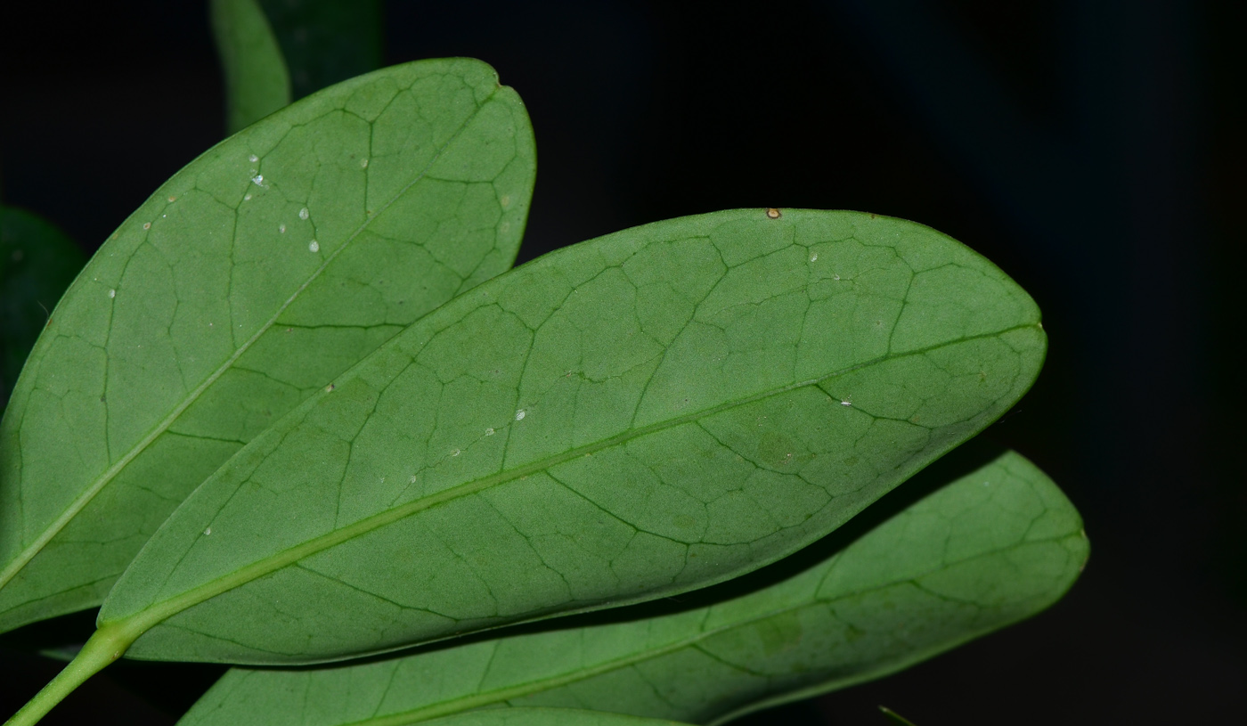 Image of Heptapleurum arboricola specimen.