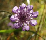 Scabiosa columbaria