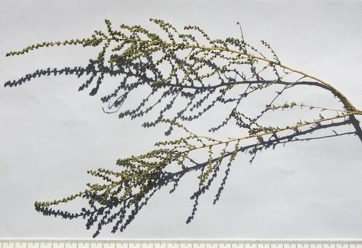 Image of Salsola laricina specimen.