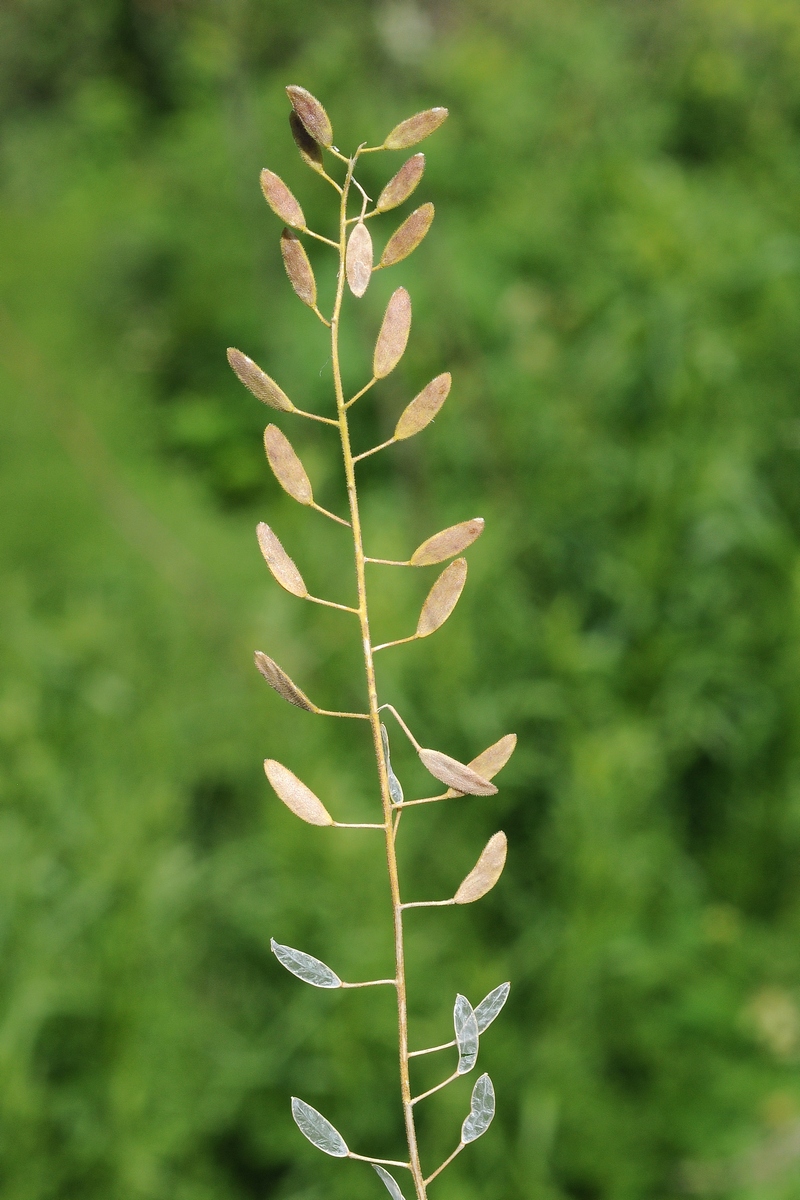 Image of Draba huetii specimen.