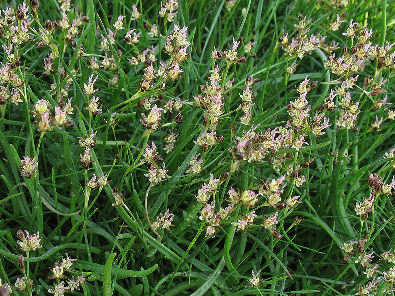 Image of Juncus gerardi specimen.