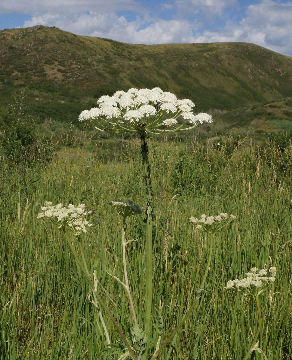 Image of Seseli libanotis specimen.