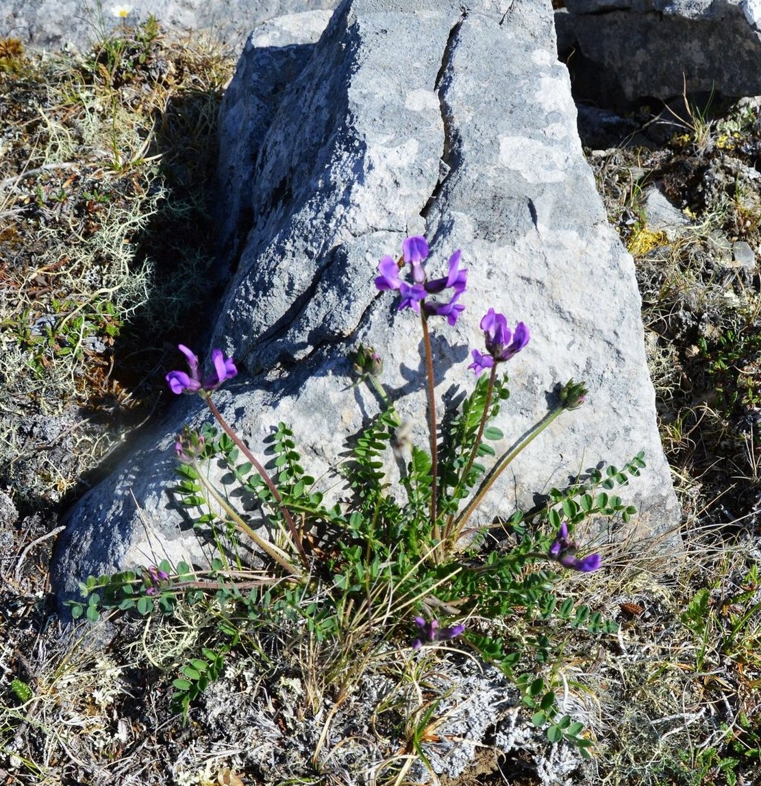 Image of Oxytropis karga specimen.