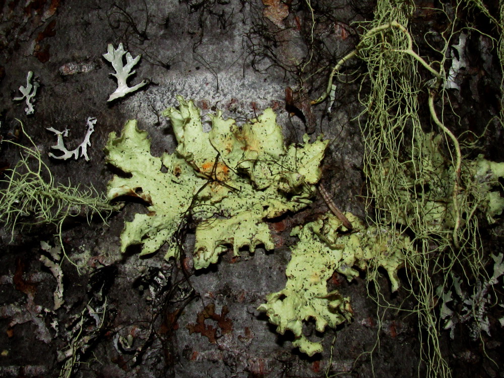 Image of Nephromopsis laureri specimen.