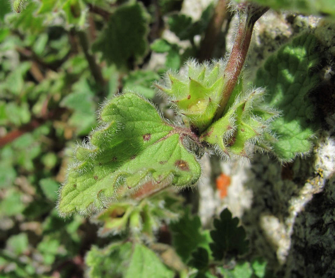 Изображение особи Lamium tomentosum.