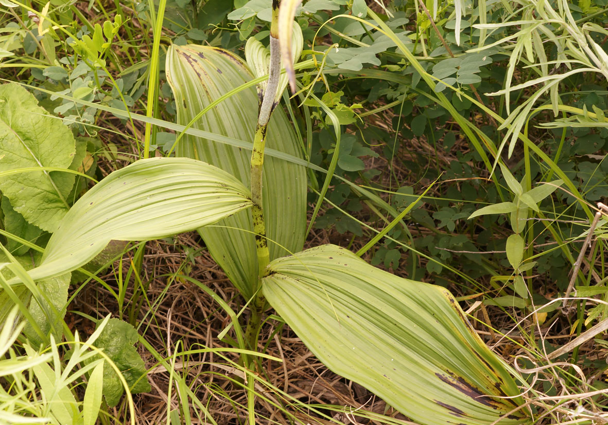 Изображение особи Veratrum ussuriense.