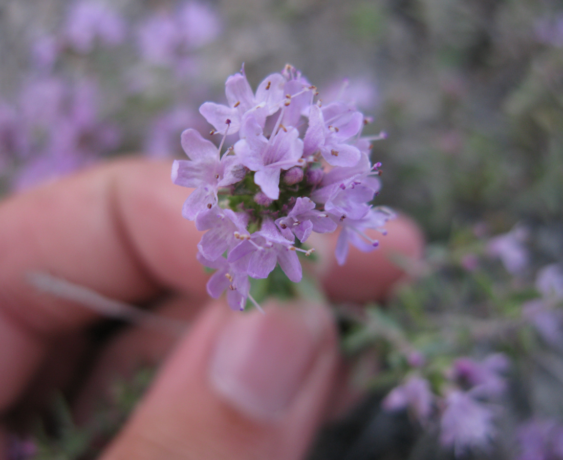 Изображение особи Thymus dubjanskyi.