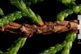 Смотреть изображение Thuja sutchuenensis