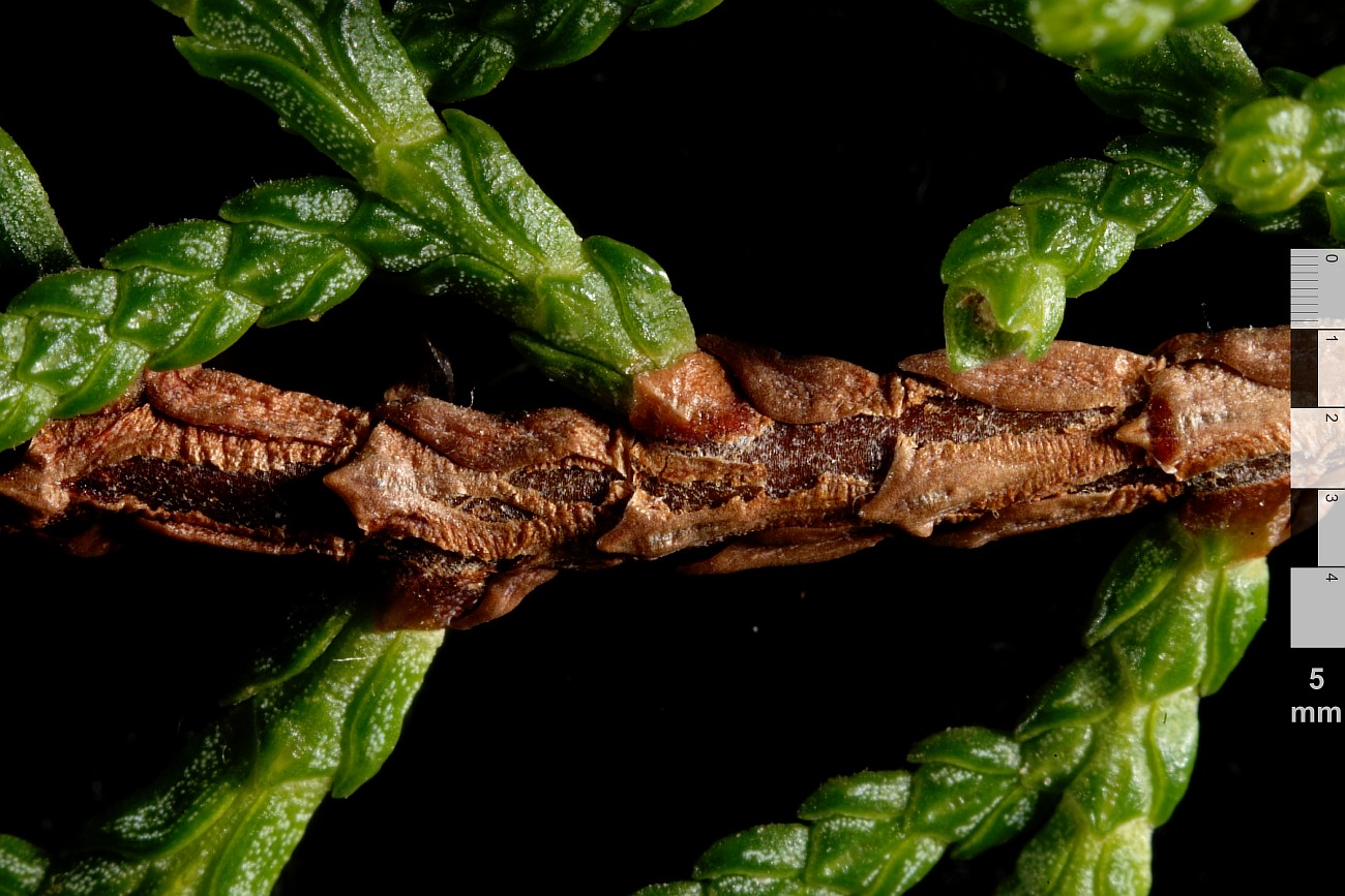 Изображение особи Thuja sutchuenensis.