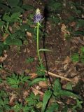 Phyteuma nigrum. Цветущее растение. ФРГ, земля Северный Рейн-Вестфалия, р-н Ойскирхен, окр. г. Бад-Мюнстерайфель, буковый лес. 30 мая 2010 г.