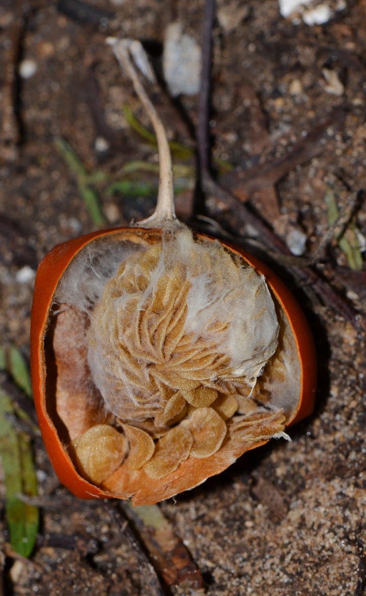 Image of familia Solanaceae specimen.