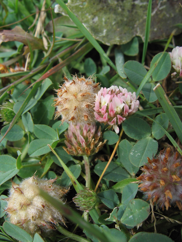 Image of Trifolium fragiferum specimen.