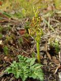 Botrychium multifidum. Спороносящая вайя. Магаданская обл., окр. г. Магадан, пос. Снежная Долина, бассейн р. Дукча, на склоне сопки. 28.08.2016.