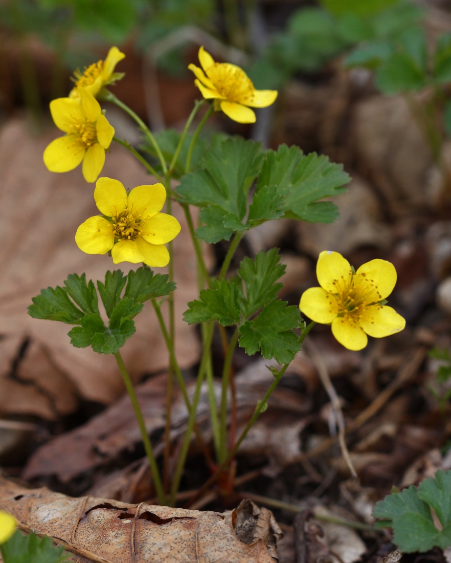 Изображение особи Waldsteinia ternata ssp. maximowicziana.