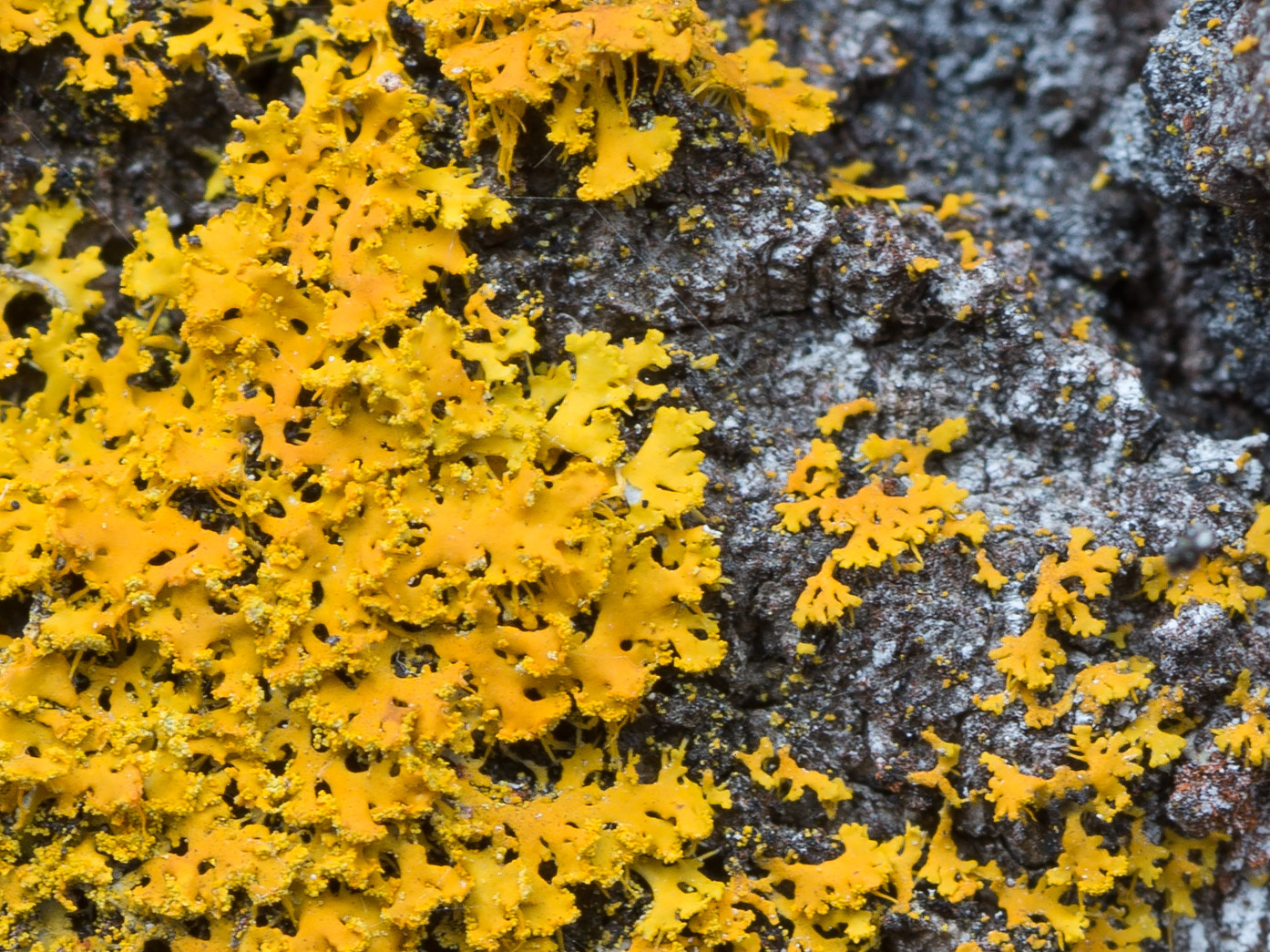 Image of Oxneria ulophyllodes specimen.