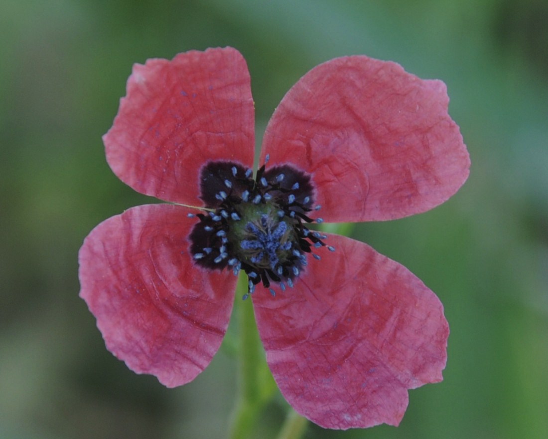 Image of Papaver hybridum specimen.