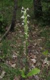 Platanthera × hybrida. Цветущее растение. Краснодарский край, м/о город-курорт Геленджик, окр. хут. Джанхот, гора Святая Нина, горельник в сосновом лесу. 10 июня 2017 г.