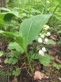 Convallaria majalis