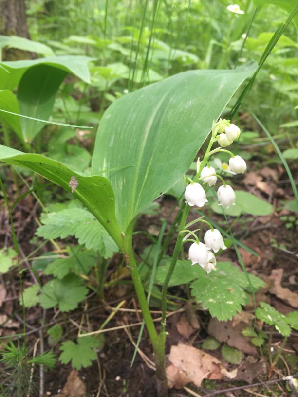 Image of Convallaria majalis specimen.