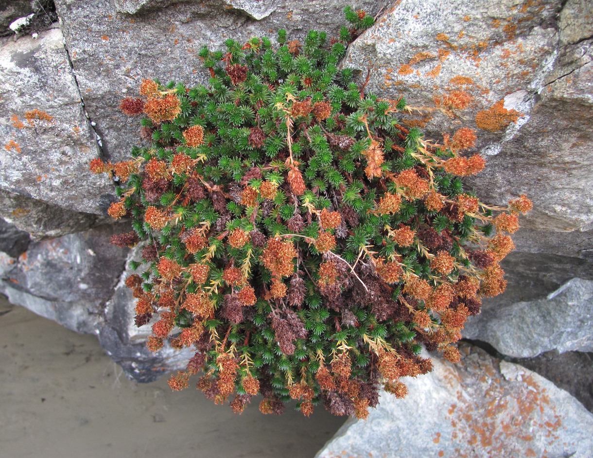 Изображение особи Saxifraga juniperifolia.