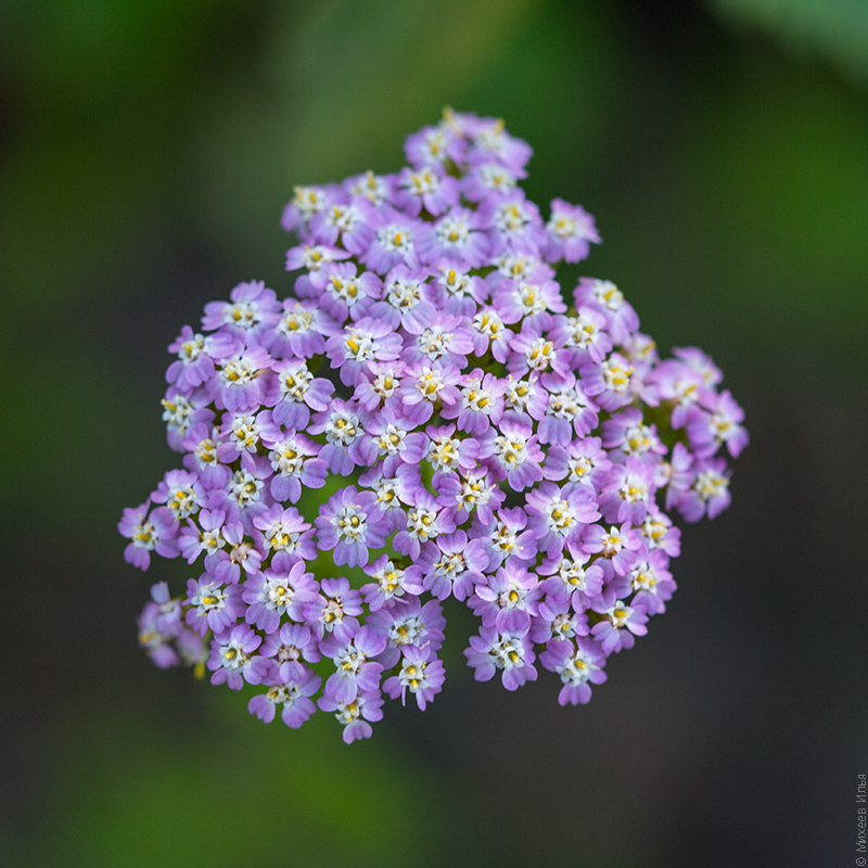 Image of Achillea millefolium specimen.