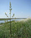 Silene chersonensis. Цветущее растение. Краснодарский край, Кущёвский р-н, станица Шкуринская, сухой склон. 14.05.2010.