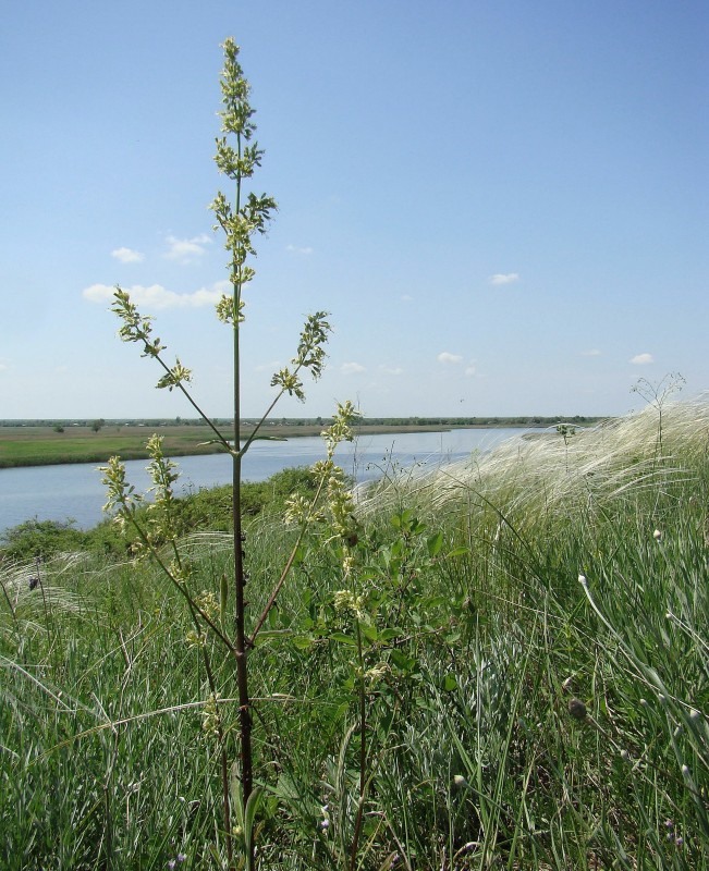 Image of Silene chersonensis specimen.