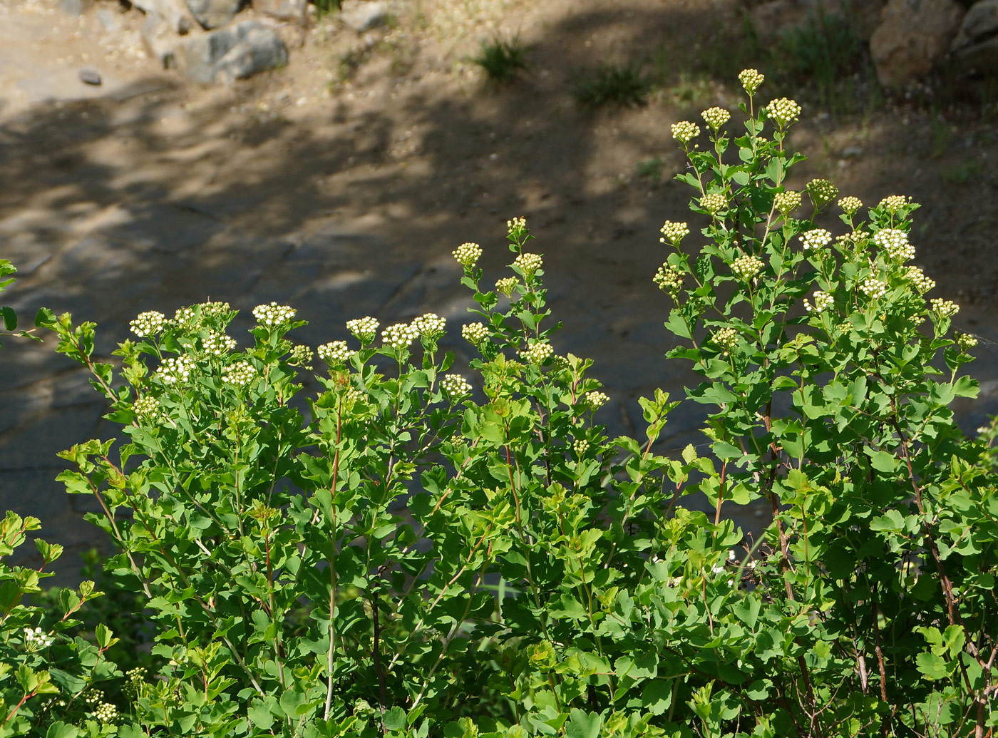 Image of Spiraea trilobata specimen.