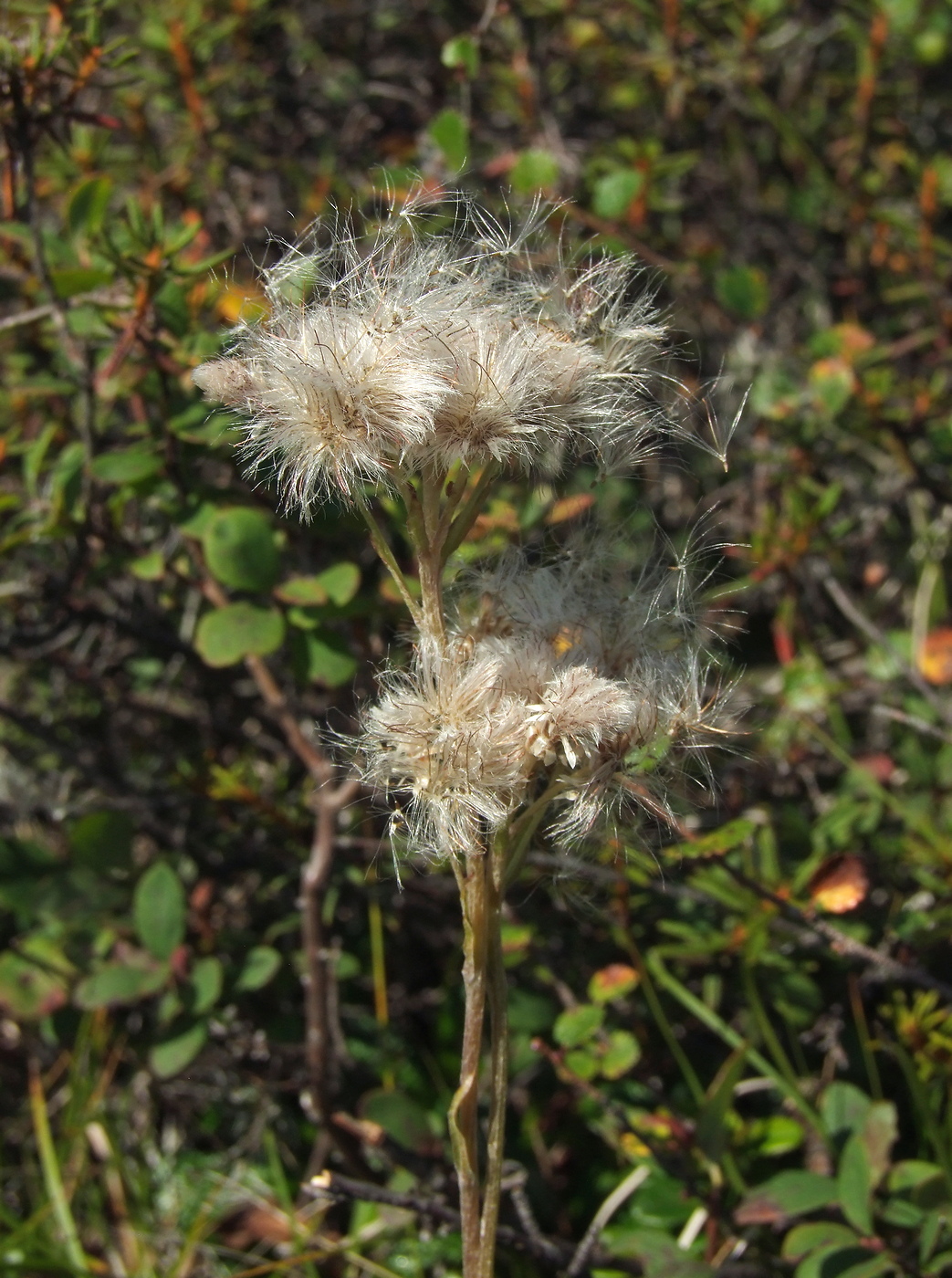 Изображение особи Antennaria dioica.