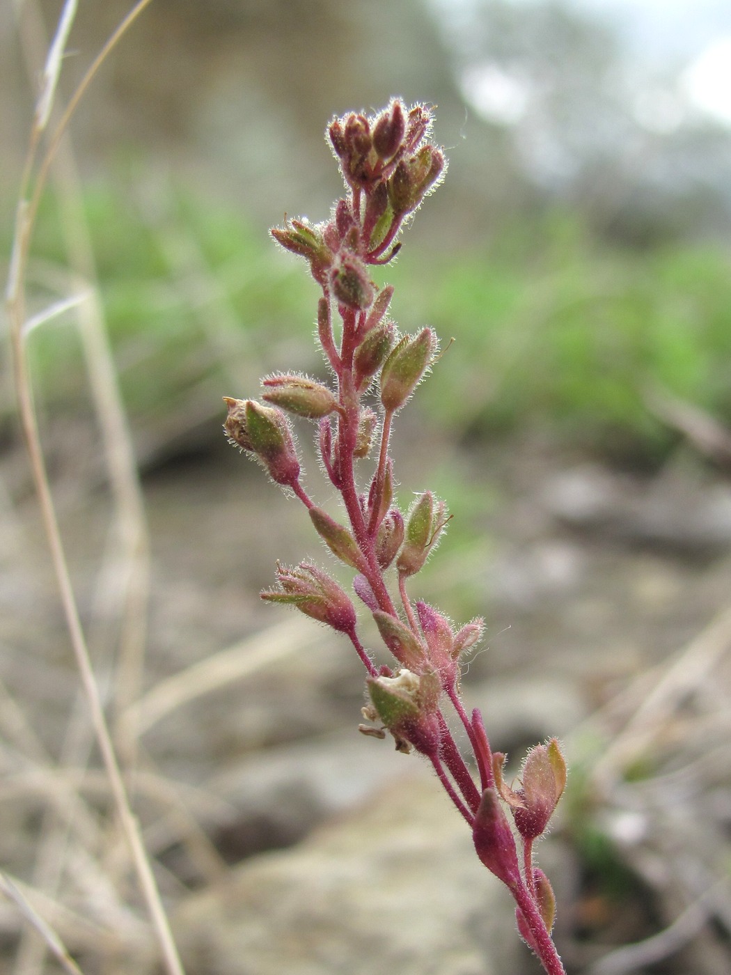 Image of Veronica vendettadeae specimen.