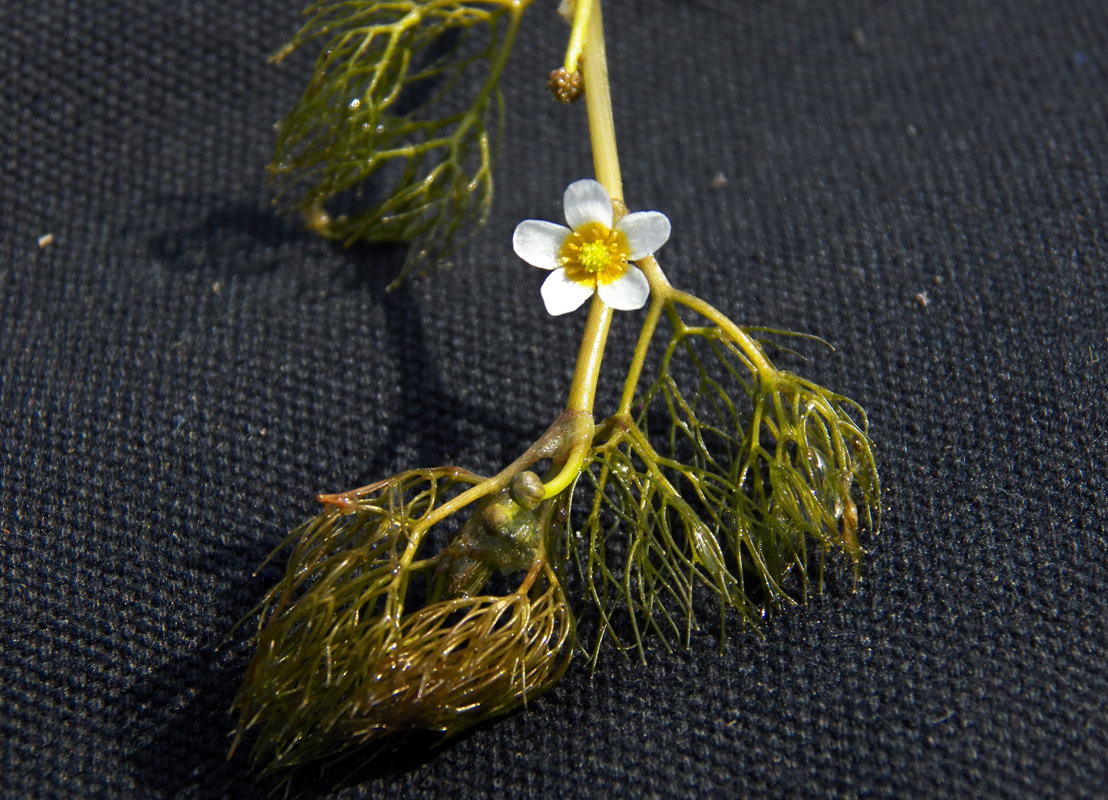 Image of Ranunculus rionii specimen.