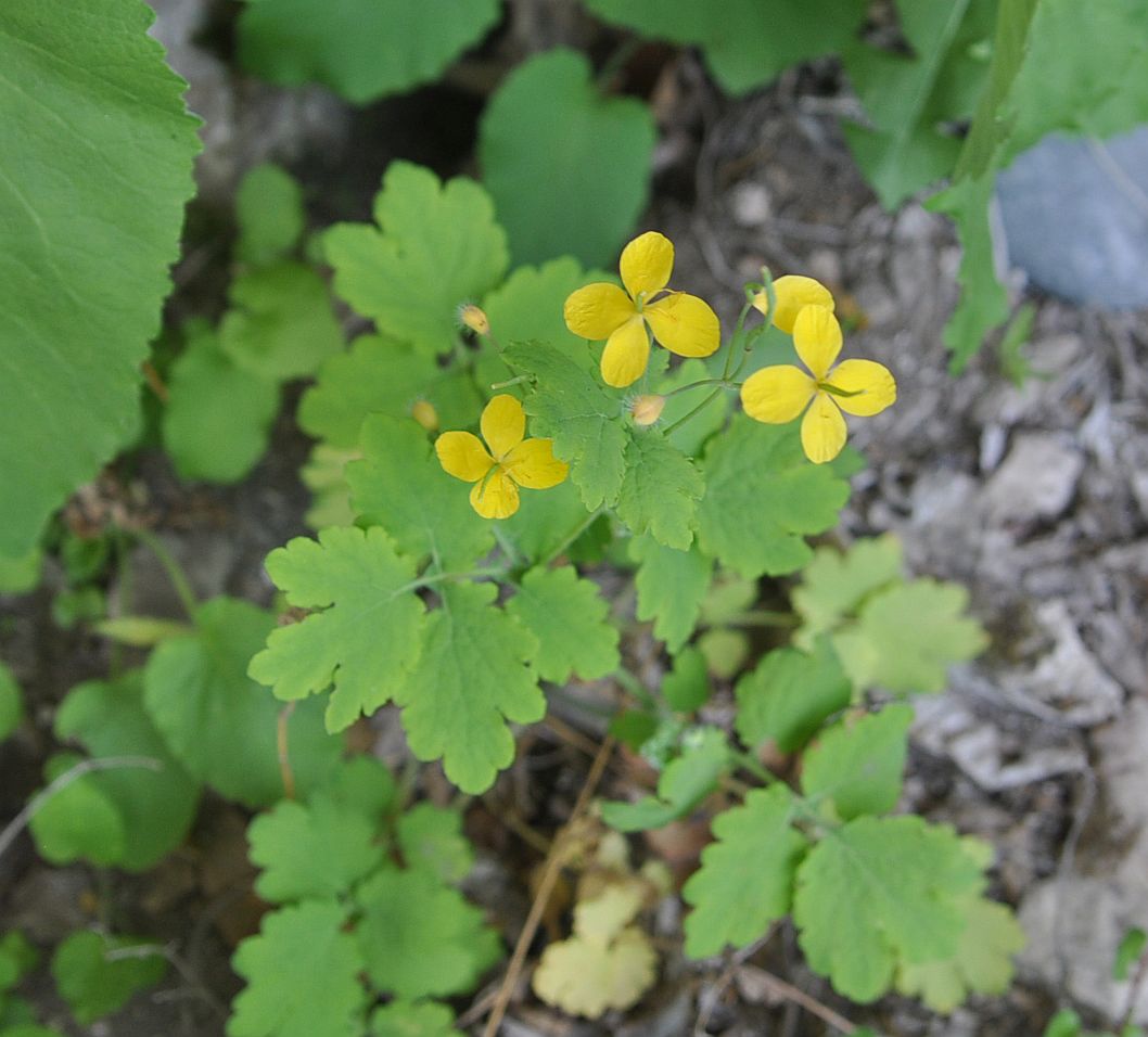 Изображение особи Chelidonium majus.