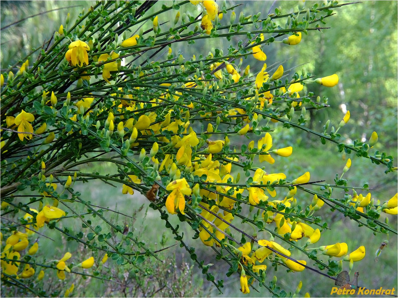 Image of Sarothamnus scoparius specimen.