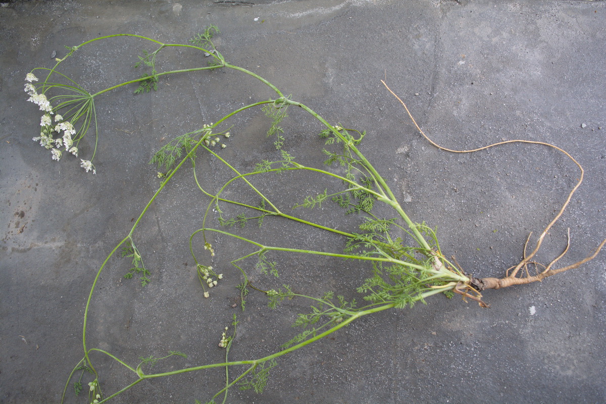 Image of familia Apiaceae specimen.