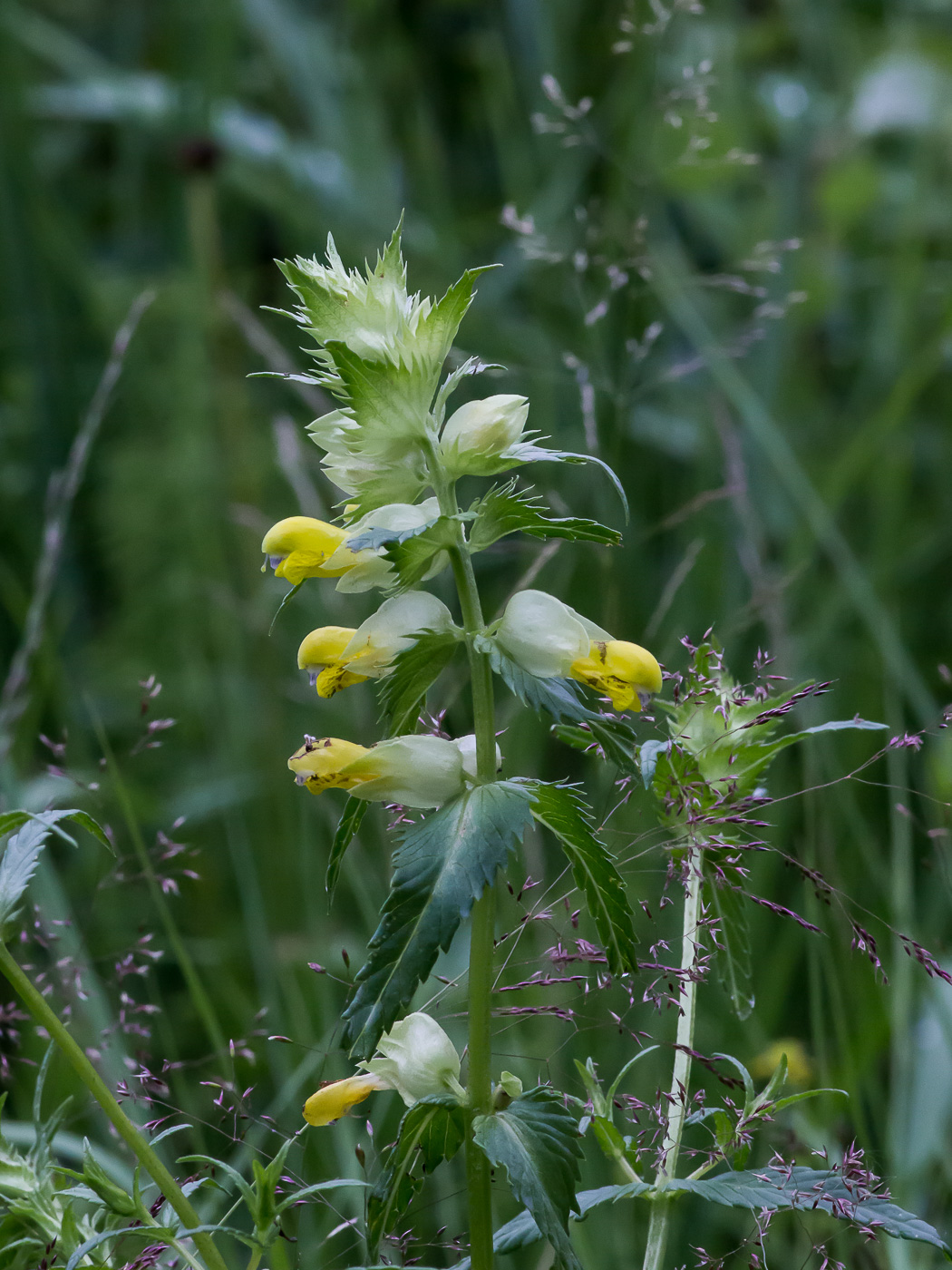 Image of genus Rhinanthus specimen.