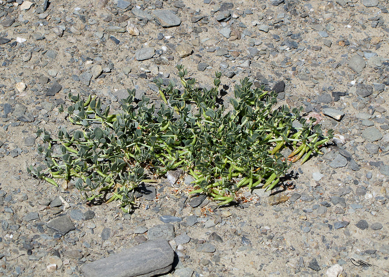 Image of Zygophyllum rosowii specimen.