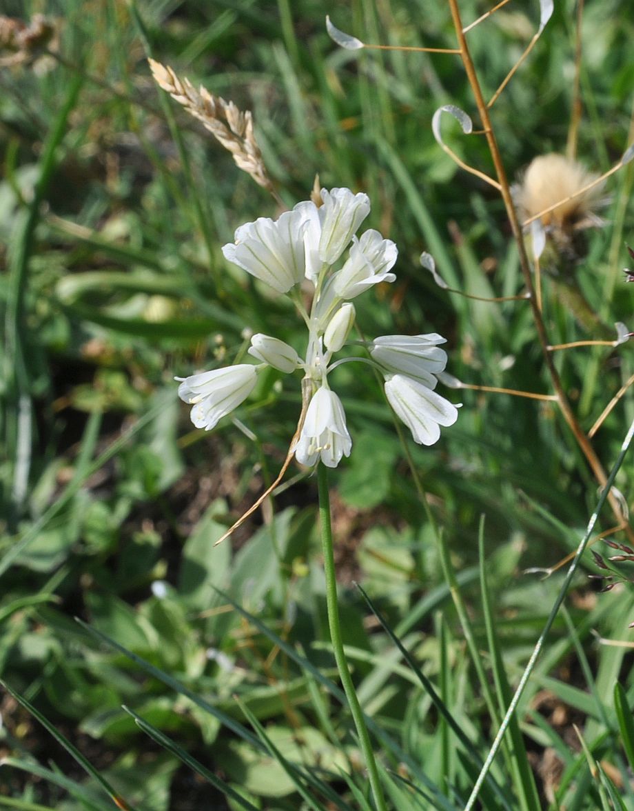 Изображение особи Allium kunthianum.