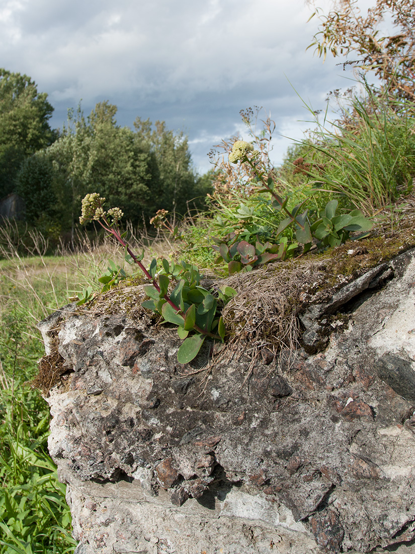 Image of Hylotelephium ruprechtii specimen.