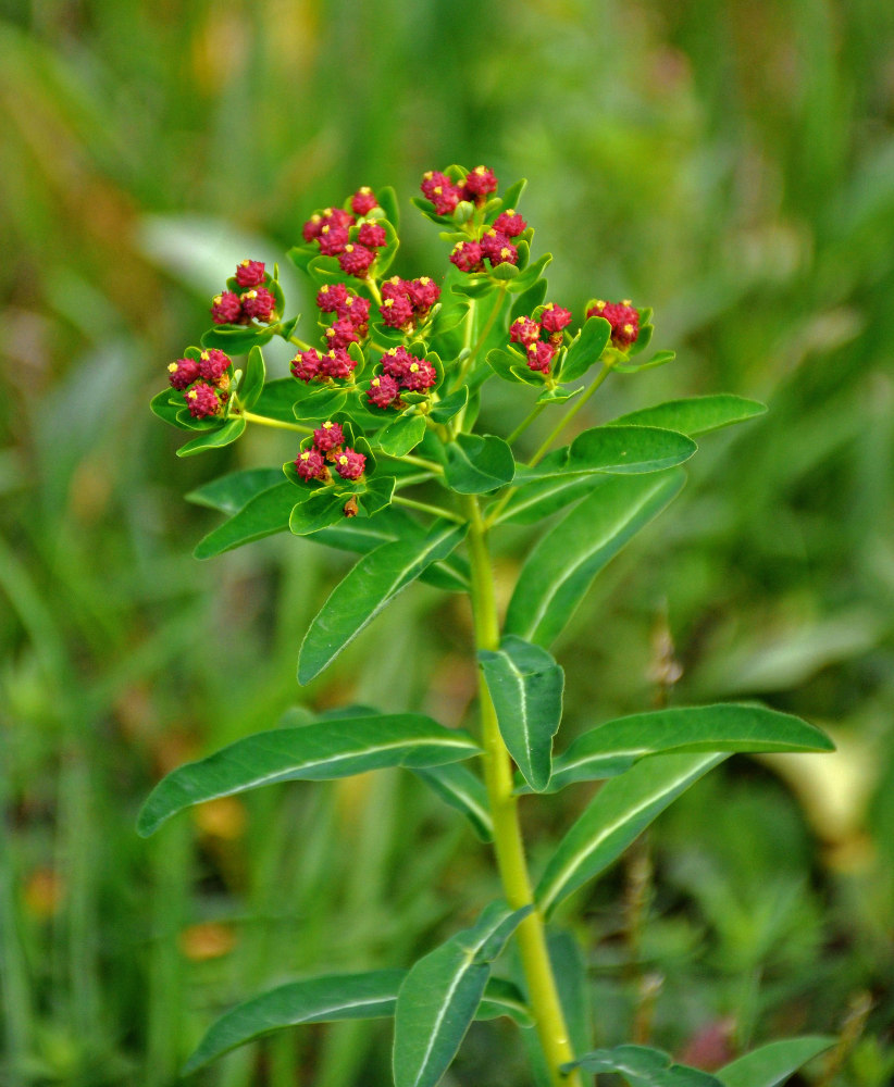 Image of Euphorbia pilosa specimen.