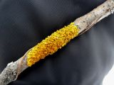 Xanthoria parietina. Таллом с апотециями на ветви Populus tremula. Чувашия, окр. г. Шумерля, за объездной трассой. 02.01.2019.