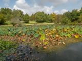 Nelumbo nucifera