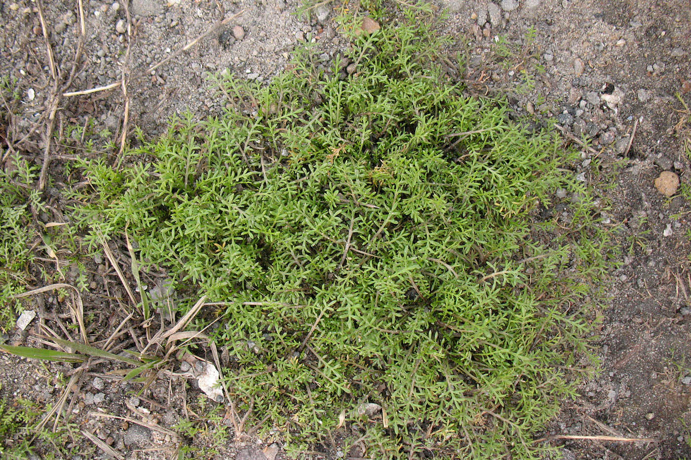 Image of Lepidium ruderale specimen.