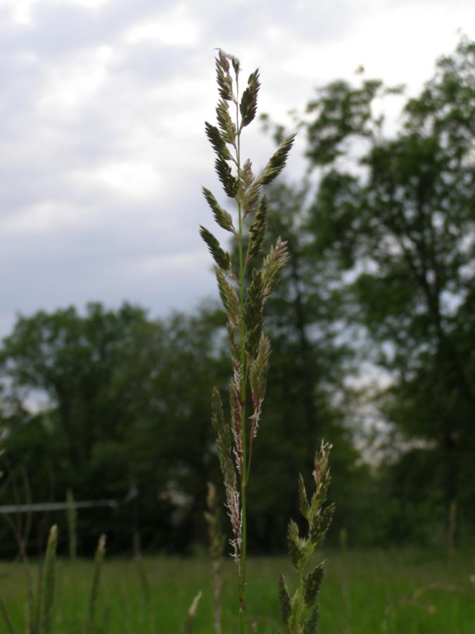 Image of Calamagrostis epigeios specimen.