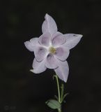 Aquilegia coerulea