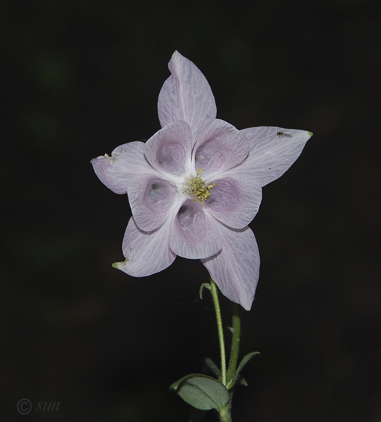 Image of Aquilegia coerulea specimen.