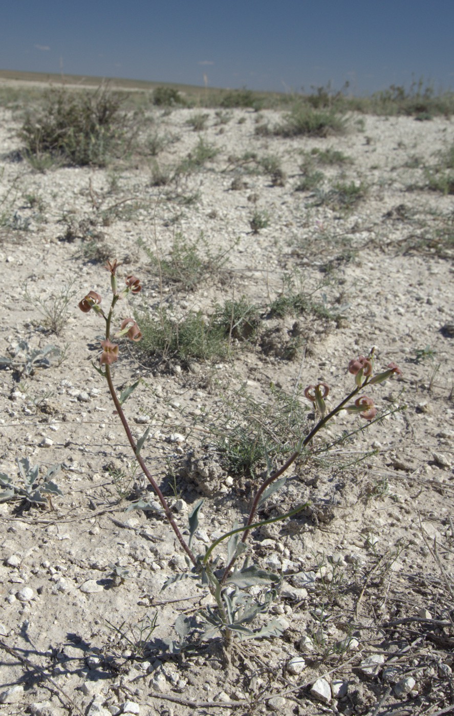 Image of Matthiola tatarica specimen.