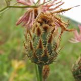 genus Centaurea. Обёртка соцветия. Украина, Донецкая обл., Старобешевский р-н, окр. пос. Новоселовка, каменистый склон в долине р. Берестовая. 11.07.2010.